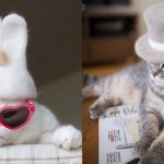มาดูแฟชั่น “หมวกน้องเหมียวทำมือ” ไอเทมแสนน่ารัก ที่เหล่าทาสต้องหามาให้แมวใส่เก๋ๆ!!